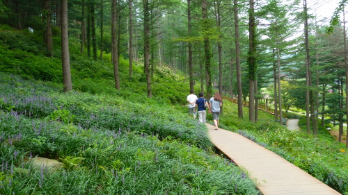 ▲ 아침고요수목원에는 33만㎡의 부지에 여러 식물들이 조화를 이룬 다양한 정원과 산책하기 좋은 숲길이 잘 조성되어 있다. <사진제공:아침고요수목원>